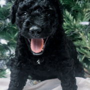 M jak miłość która rozkwita wiosną 2