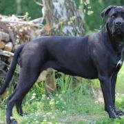 ZINETTA Z GILDII NIEUSTRASZONYCH