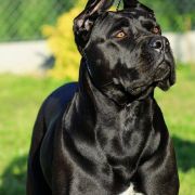 ZINETTA Z GILDII NIEUSTRASZONYCH 2