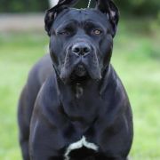 ZINETTA Z GILDII NIEUSTRASZONYCH 4