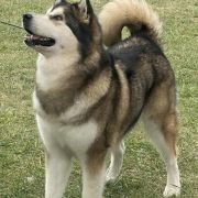 Ziva of Arctic Challenge z Śnieżnej Doliny