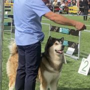 Ziva of Arctic Challenge z Śnieżnej Doliny