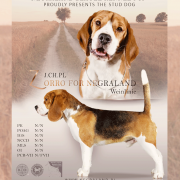 ZORRO FOR NEGRALAND Weinlinie 2