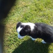 Zorza Jodłowy Border