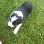 Zorza Jodłowy Border