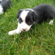 Zorza Jodłowy Border