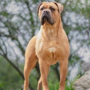 ZUMA Del-Orte M.L FCI 2