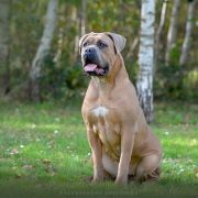 ZUMA Del-Orte M.L FCI 3