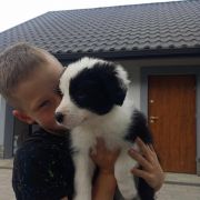 Zurra Jodłowy Border