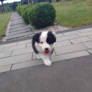 Zurra Jodłowy Border