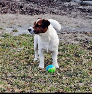 Akademia Pana Jacka FCI