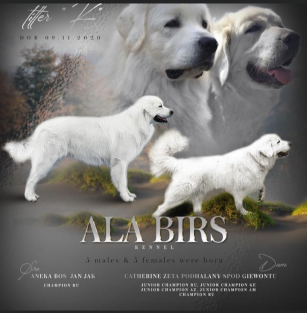 Ala Bears