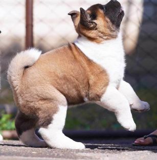American Akita ALL FOR ALMIGHTY kennel