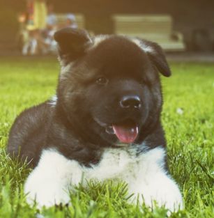 American Akita’s Paradise 