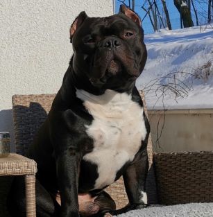 American Muscle Bullys