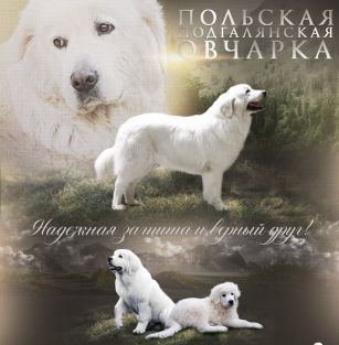 АНЕКА БОС