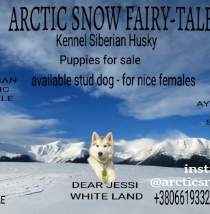 Arctic Snow Fairy-Tale