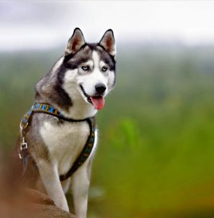 Arctic Whiteness FCI 