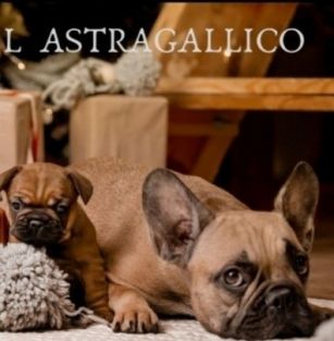 ASTRAGALLICO