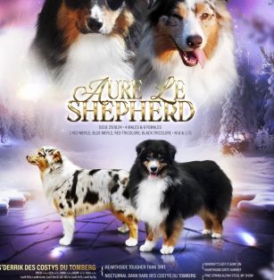 Aure Le Shepherd FCI ZKwP 