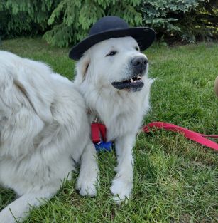 Baciarka u Siuhaja FCI 