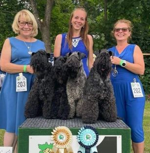 Badacsonyalja Kerry Blue Terrier Kennel