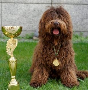 BARBET z Doliny Pabianki FCI 