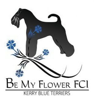 Be My Flower FCI