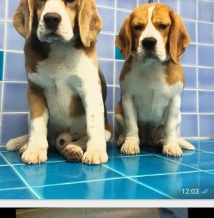 Beagle di Torecasula