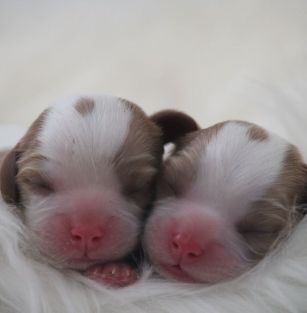 Beauty of Golden Blood FCI