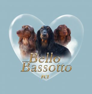 BELLO BASSOTTO FCI 
