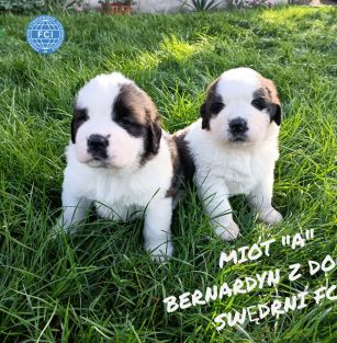 Bernardyn z Doliny Swędrni