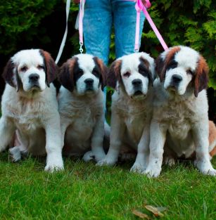 BERNARDYNY ZNAD ŁYDYNI ZKWP FCI 