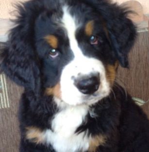 Berneńskie Szaleństwo FCI