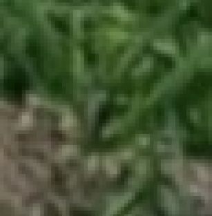 Białe Leśne Wzgórza FCI