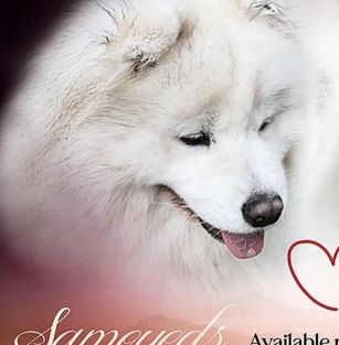 BIAŁY KIEŁ Z DOLINY GORCÓW (FCI)