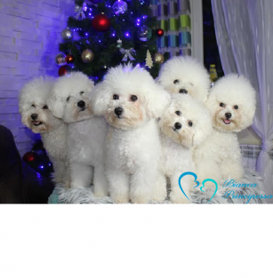 Bianca Principessa FCI 