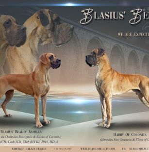 Blasius’ Beauty kennel