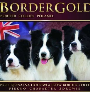 BorderGold Border Collies Poland 