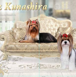 Бриз Кунашира 