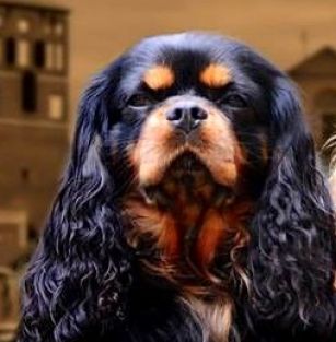 Bursztynek Chojnicki FCI