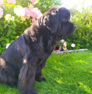 Bystrzyckie Niedźwiadki FCI