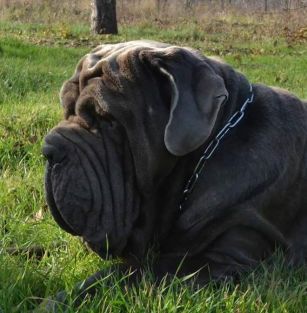 CANE ANTICHI DEL MONDO