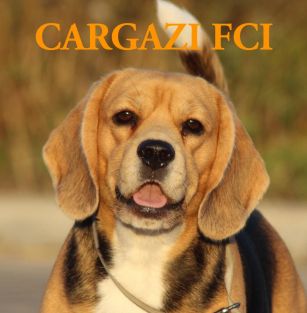 Cargazi FCI