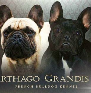 Carthago Grandis FCI 