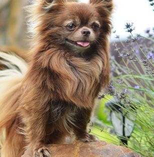 Casa de Perro Grande 