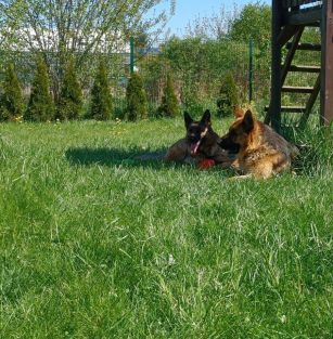 Characterful Friends FCI 166