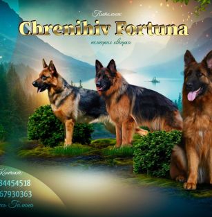 CHERNIHIV FORTUNA