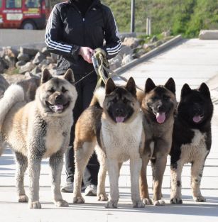 CHERNOMORSKAYA SKALA