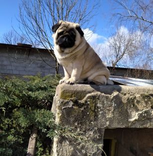 Chińskie Piękności FCI